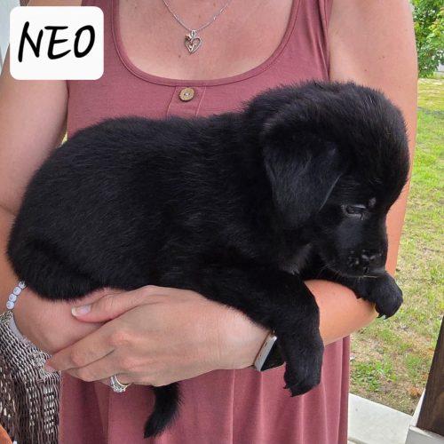 Neo, a Adoptable mixed breed in Sanford, NC image 1/2