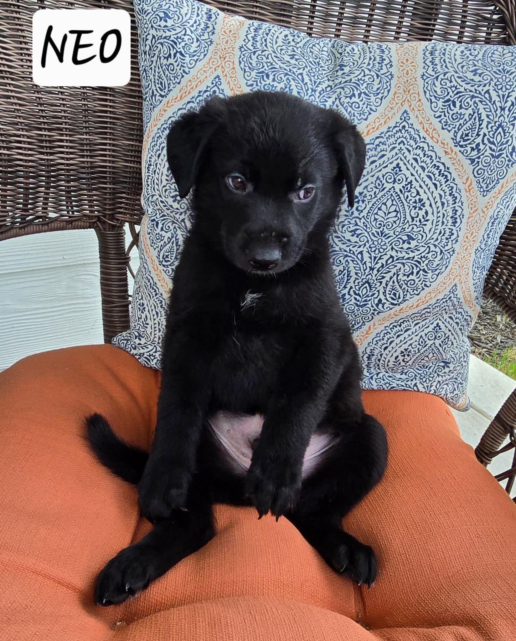 Neo, a Adoptable mixed breed in Sanford, NC image 2/2