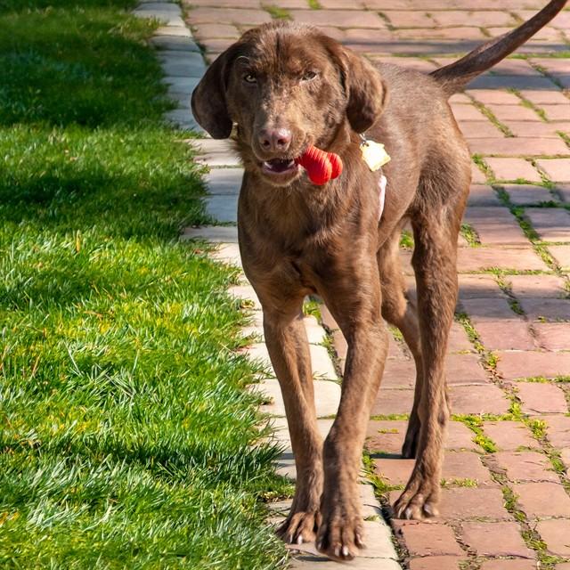 Enlarge WESLEY, a Adoptable mixed breed in Saint Louis, MO image 1/1
