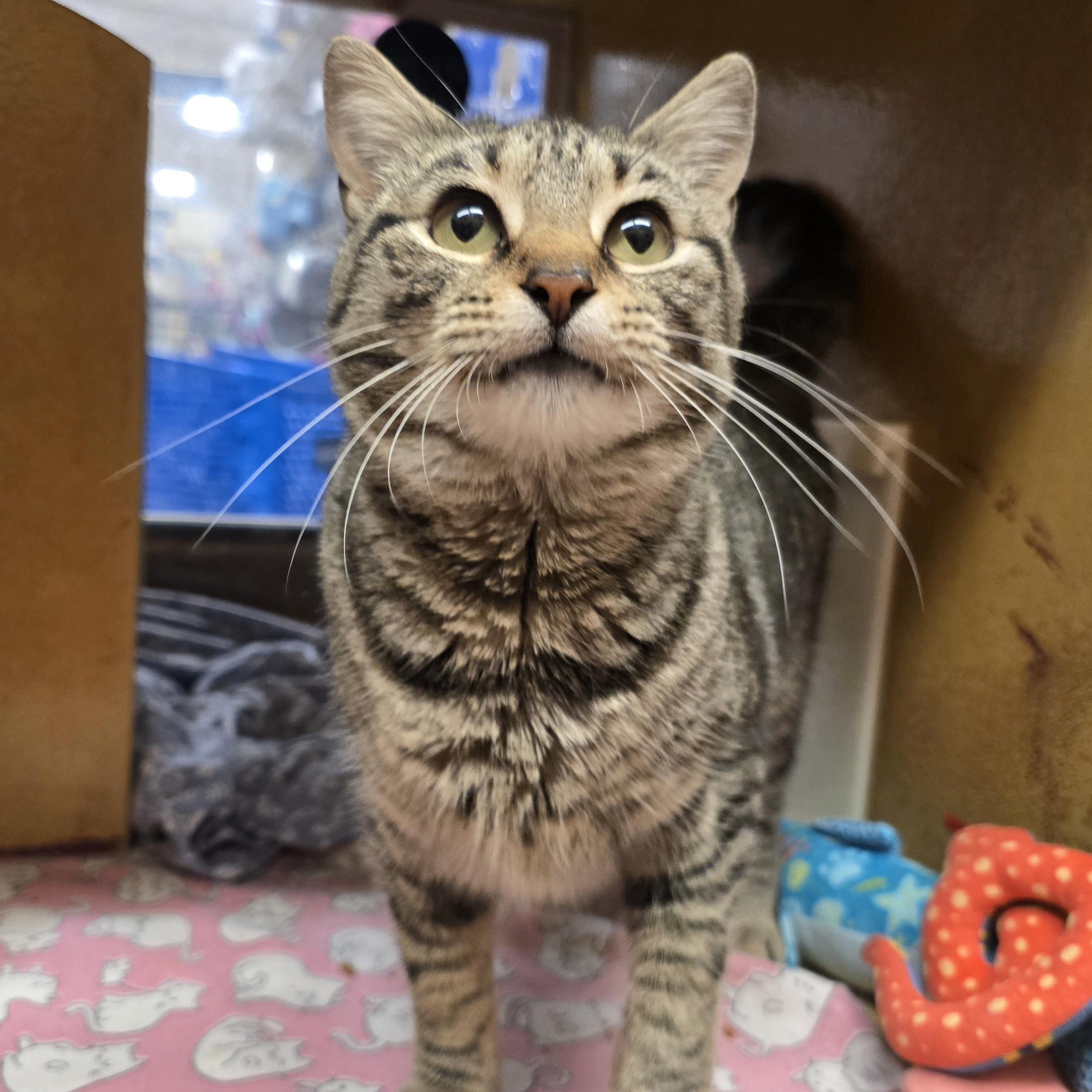 Enlarge Willow, an adopted mixed breed in Midwest City, OK image 4/6