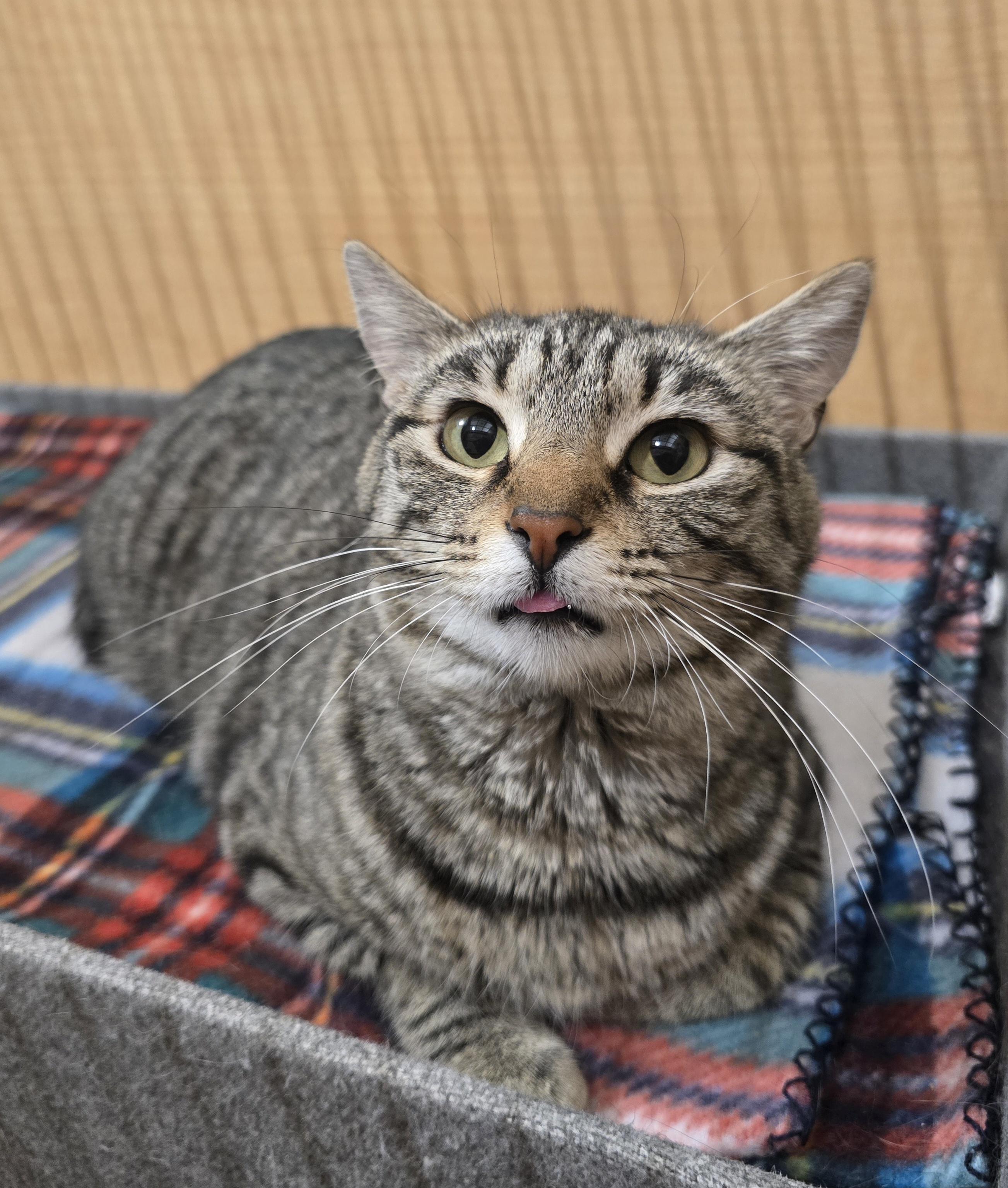 Enlarge Willow, an adopted mixed breed in Midwest City, OK image 2/6