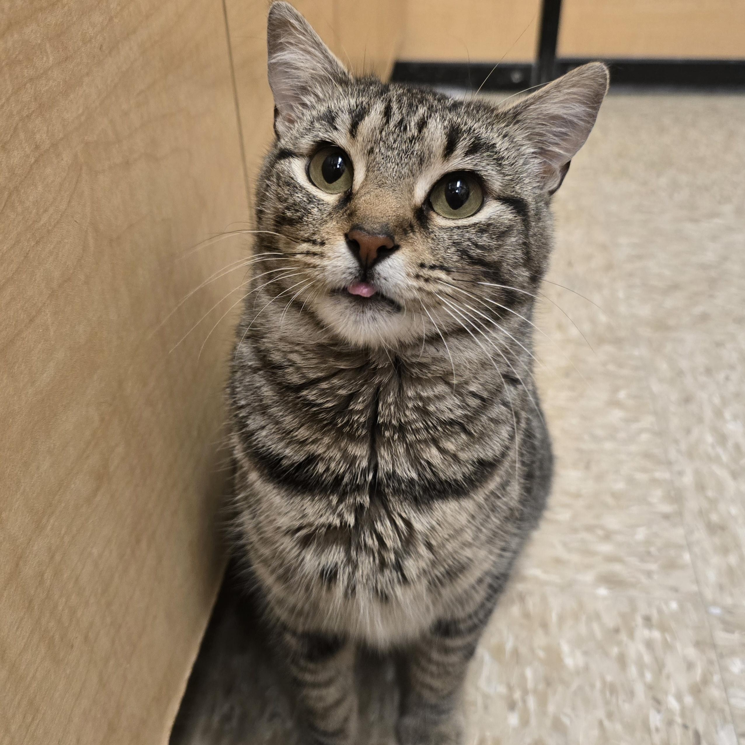 Willow, adopted, Young Female Tabby & Domestic Short Hair.