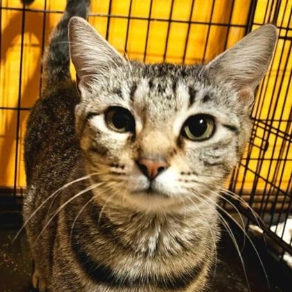 Enlarge Willow, an adopted mixed breed in Midwest City, OK image 6/6