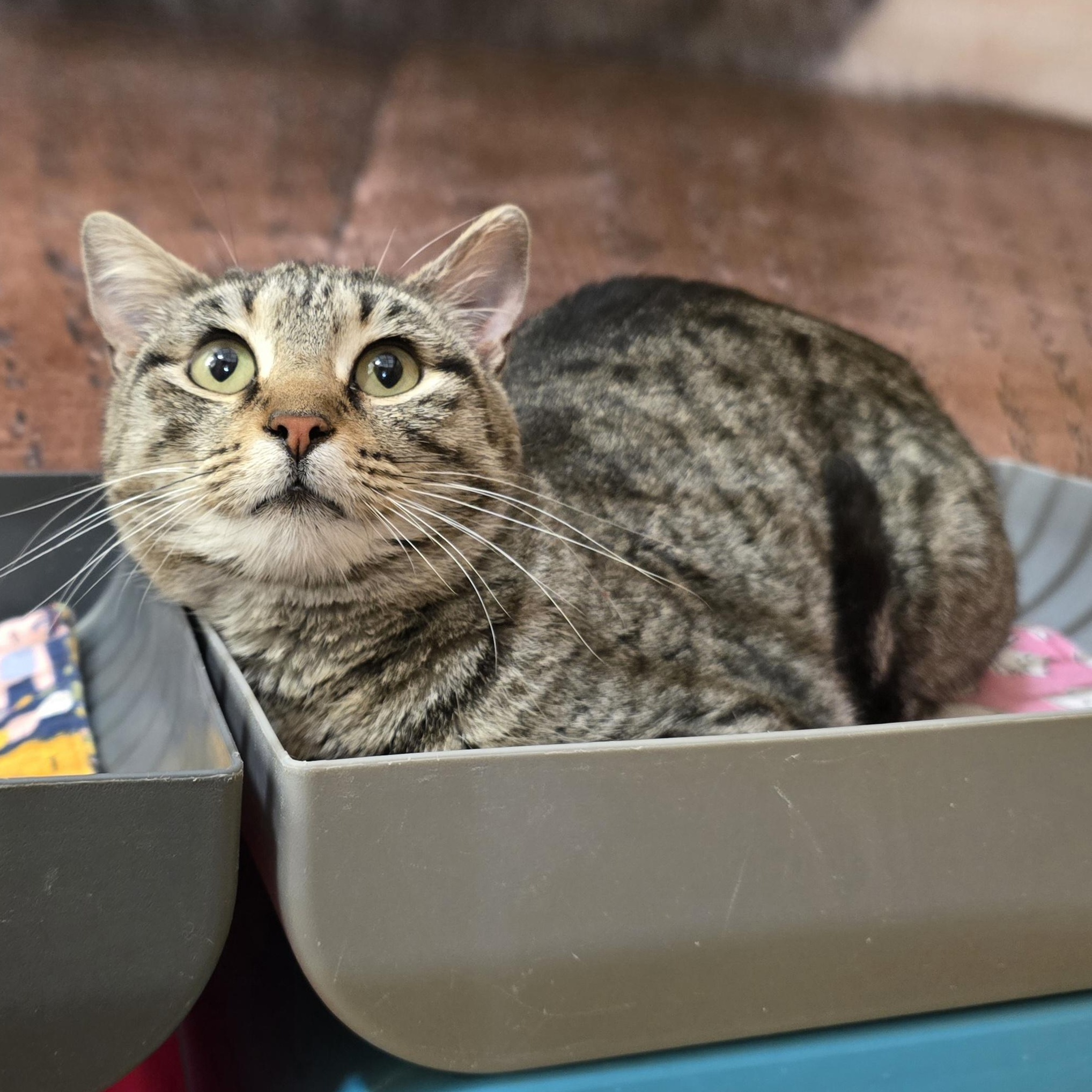 Enlarge Willow, an adopted mixed breed in Midwest City, OK image 3/6