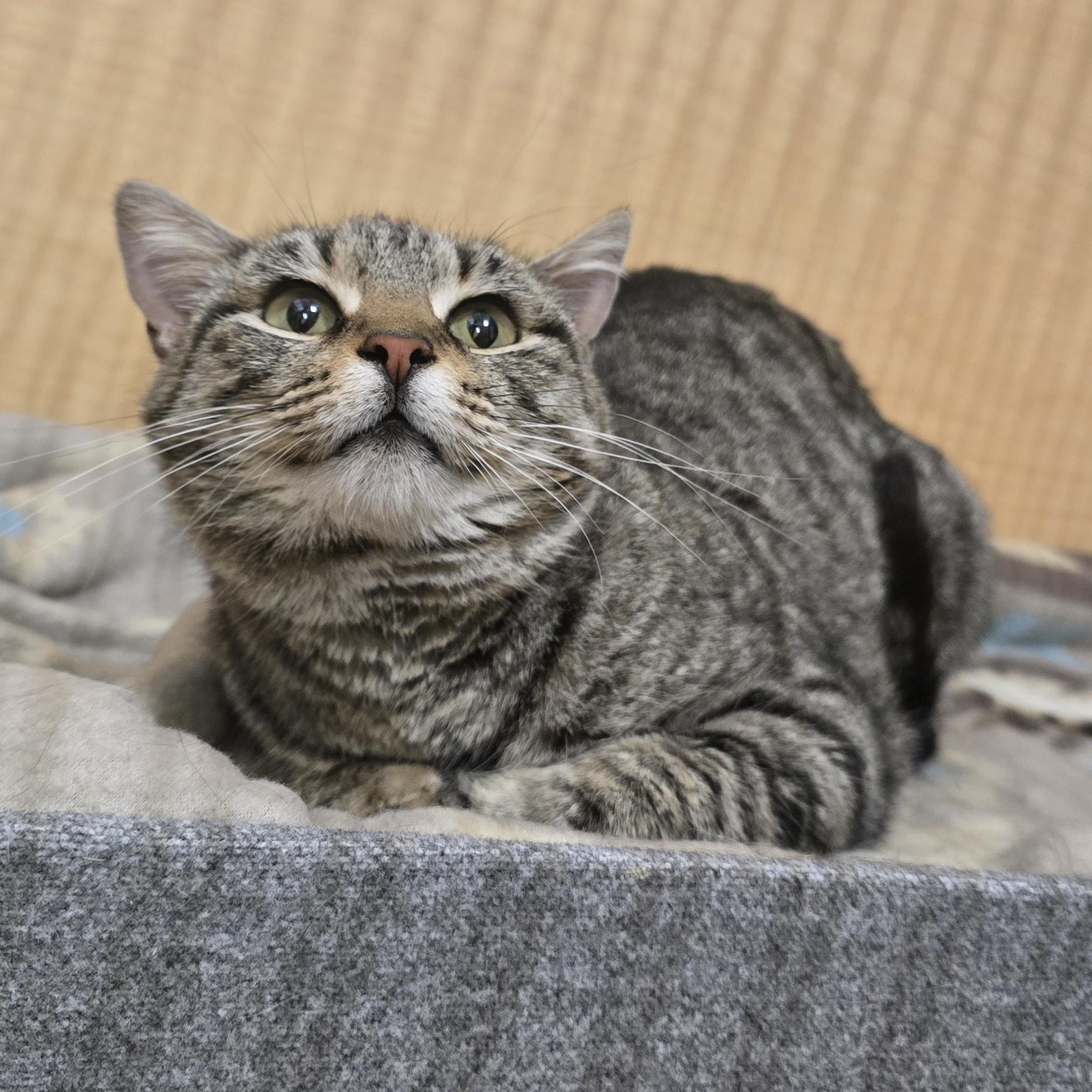 Enlarge Willow, an adopted mixed breed in Midwest City, OK image 5/6