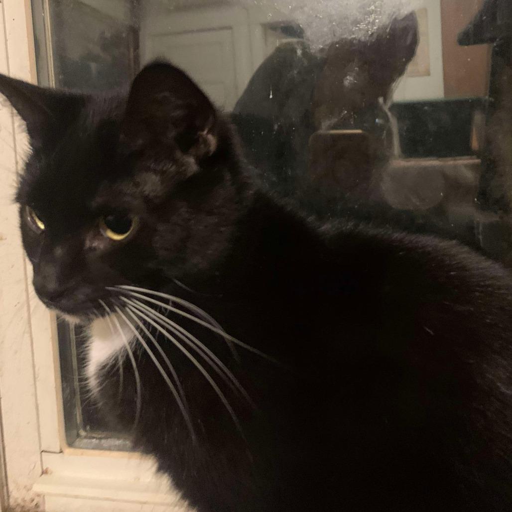 Juliette, Adoptable, Adult Female Domestic Short Hair.