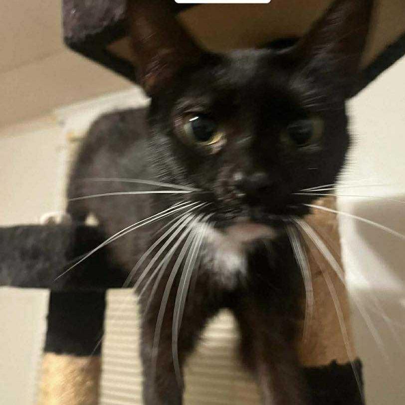 Enlarge Juliette, a Adoptable Domestic Short Hair in Ringtown, PA image 2/2