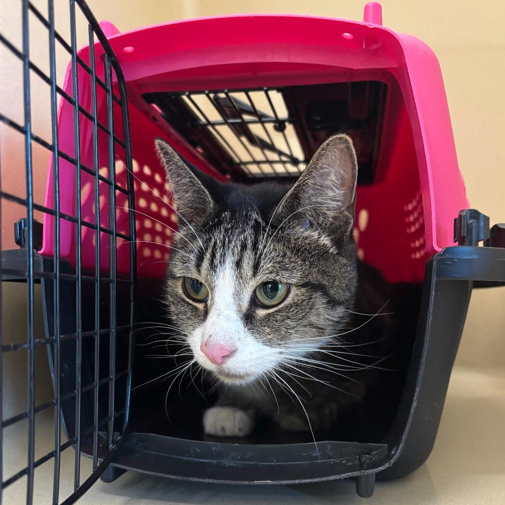 Chia, ADOPTABLE, Adult Female Domestic Short Hair.