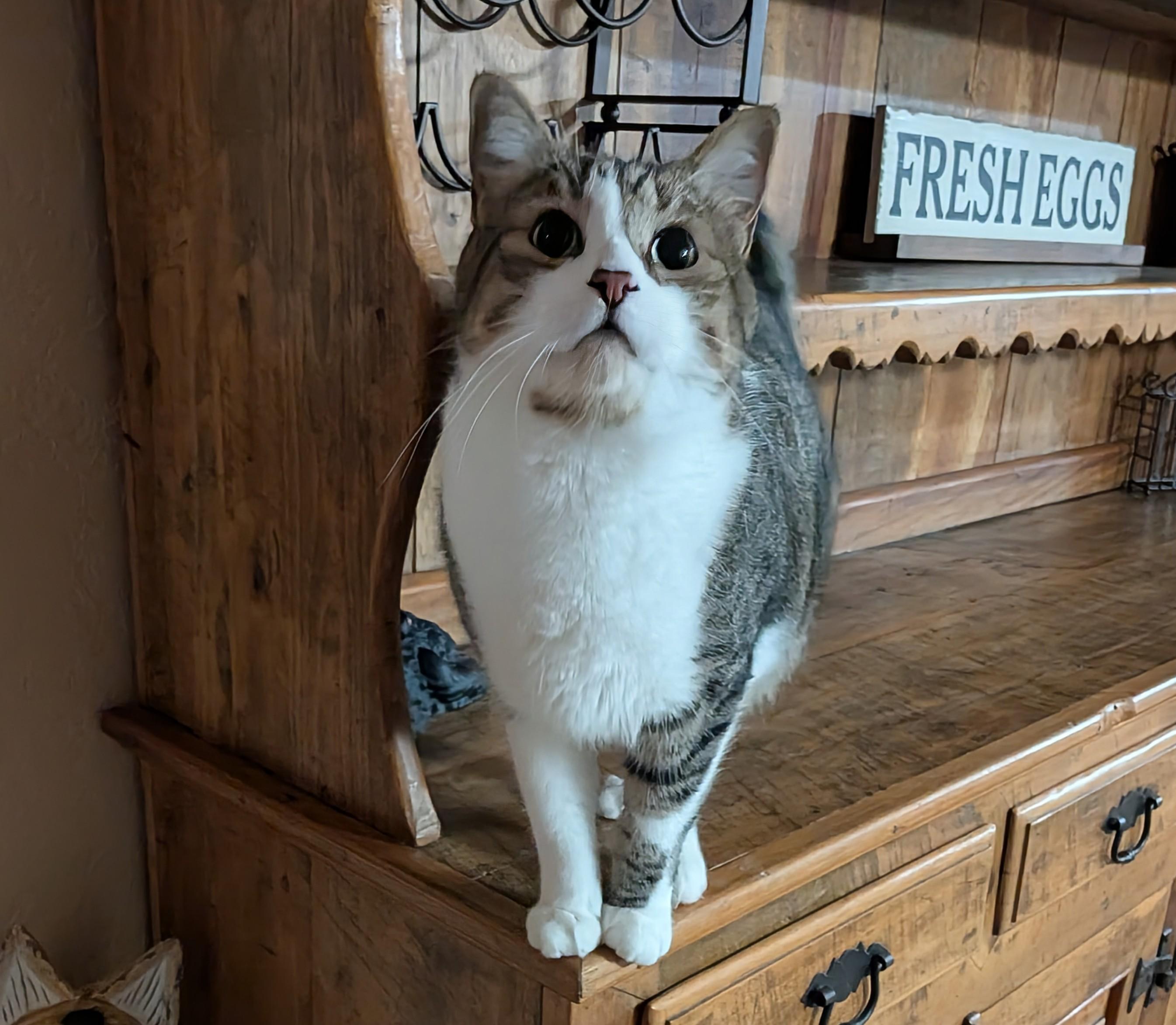 Fig, ADOPTABLE, Adult Male Domestic Short Hair.