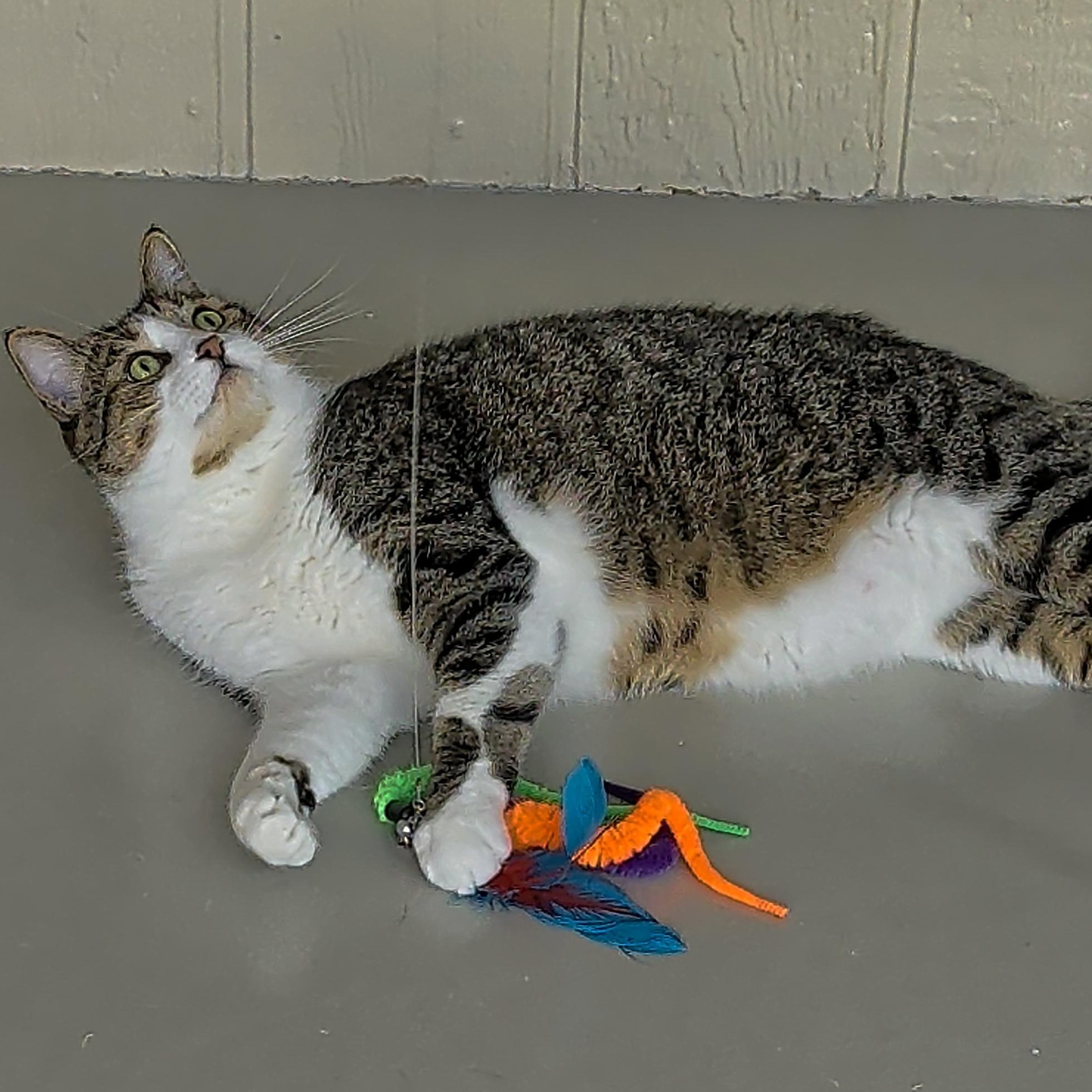 Enlarge Fig, a Adoptable Domestic Short Hair in Sonoita, AZ image 5/5