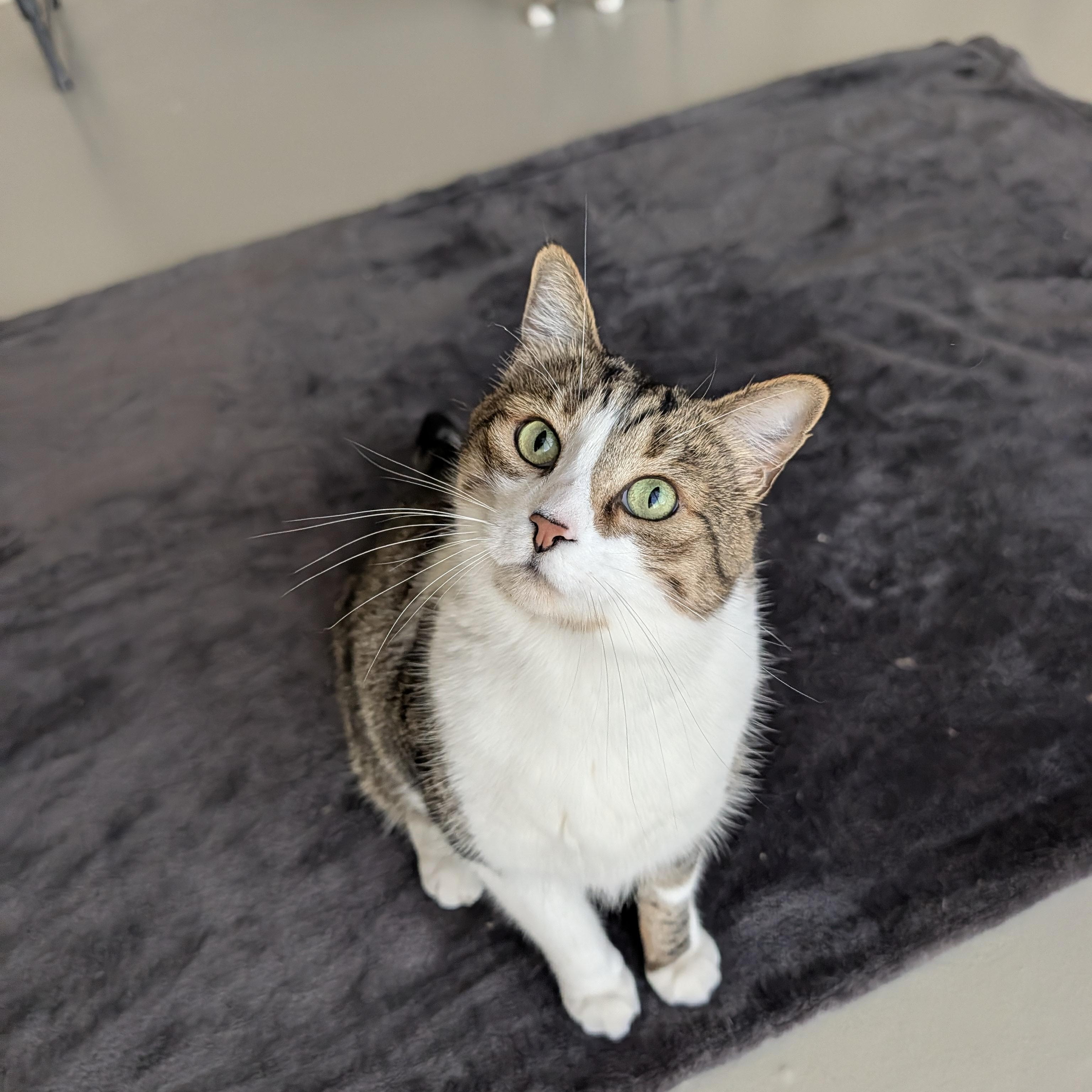 Enlarge Fig, a Adoptable Domestic Short Hair in Sonoita, AZ image 4/5