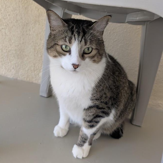 Enlarge Fig, a Adoptable Domestic Short Hair in Sonoita, AZ image 1/5