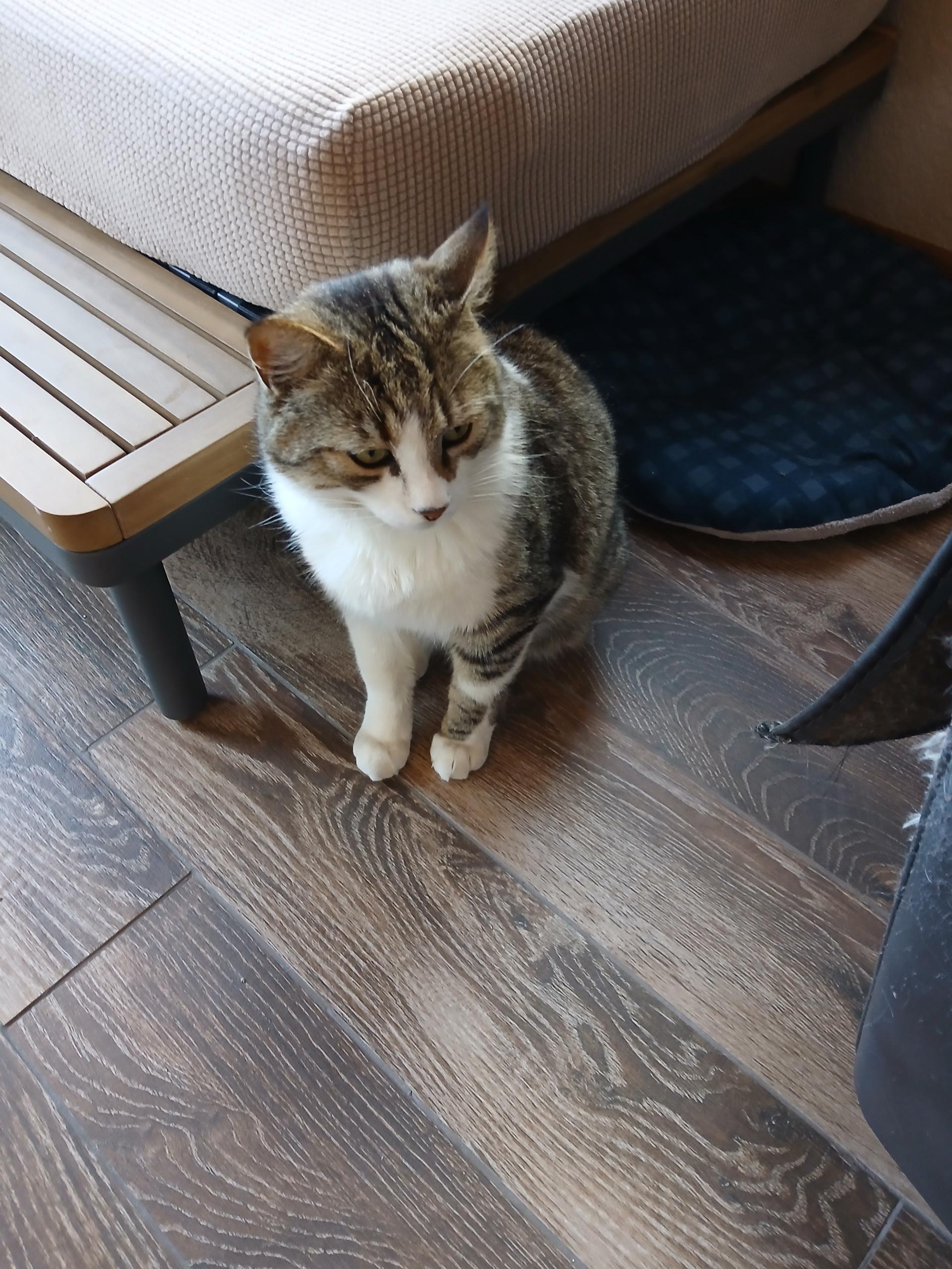 Enlarge Fig, a ADOPTABLE Domestic Short Hair in Sonoita, AZ image 2/2