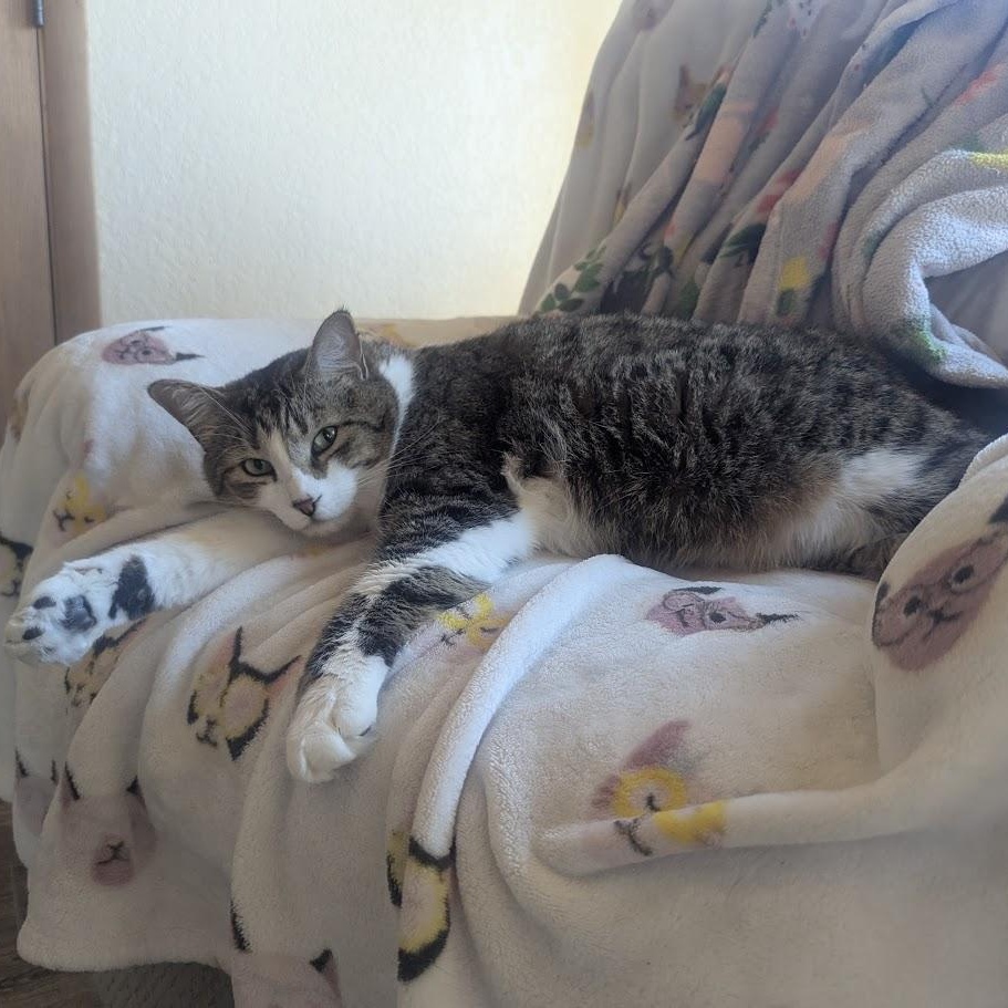 Enlarge Fig, a Adoptable Domestic Short Hair in Sonoita, AZ image 3/5