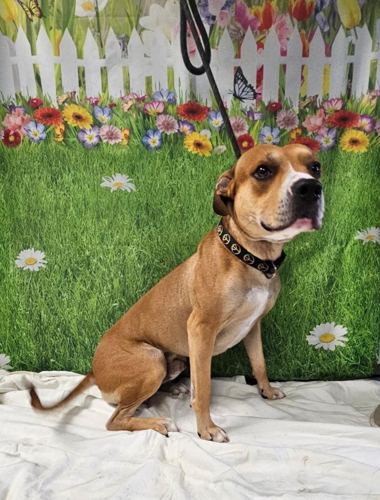 Oden, Adoptable, Adult Male Pit Bull Terrier.