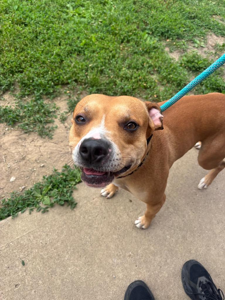 Oden, a Adoptable Pit Bull Terrier in Wabash, IN image 2/2