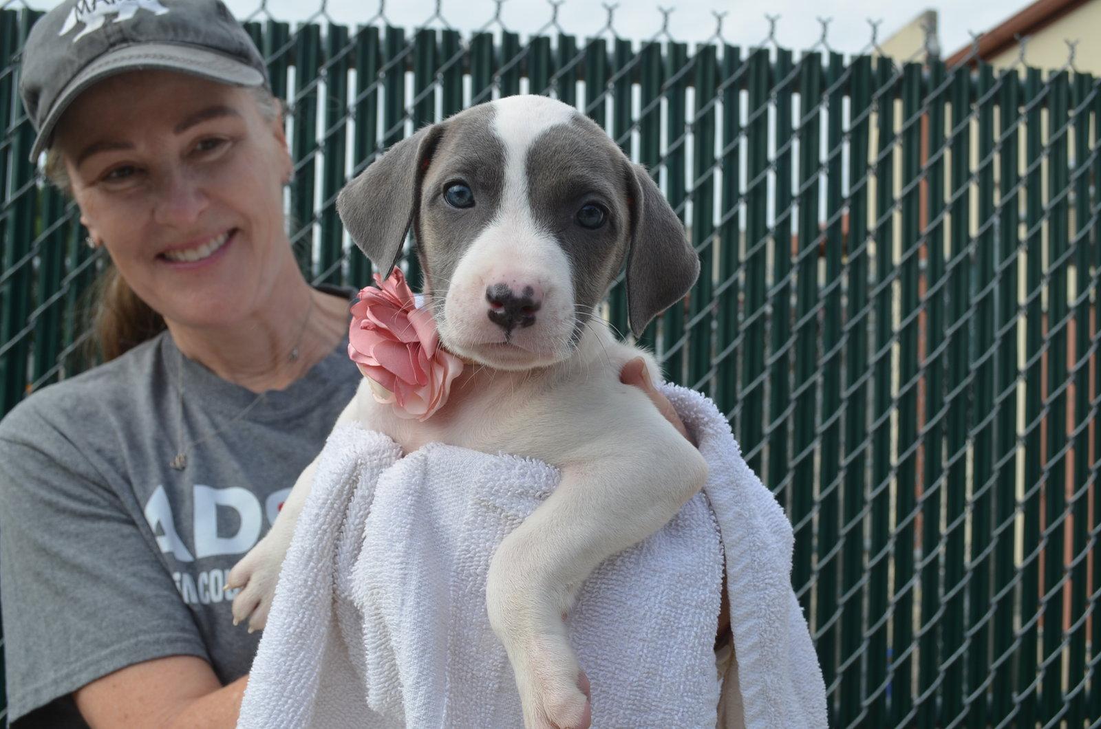 Enlarge Rose, a Adopted Pit Bull Terrier in McKinney, TX image 1/2