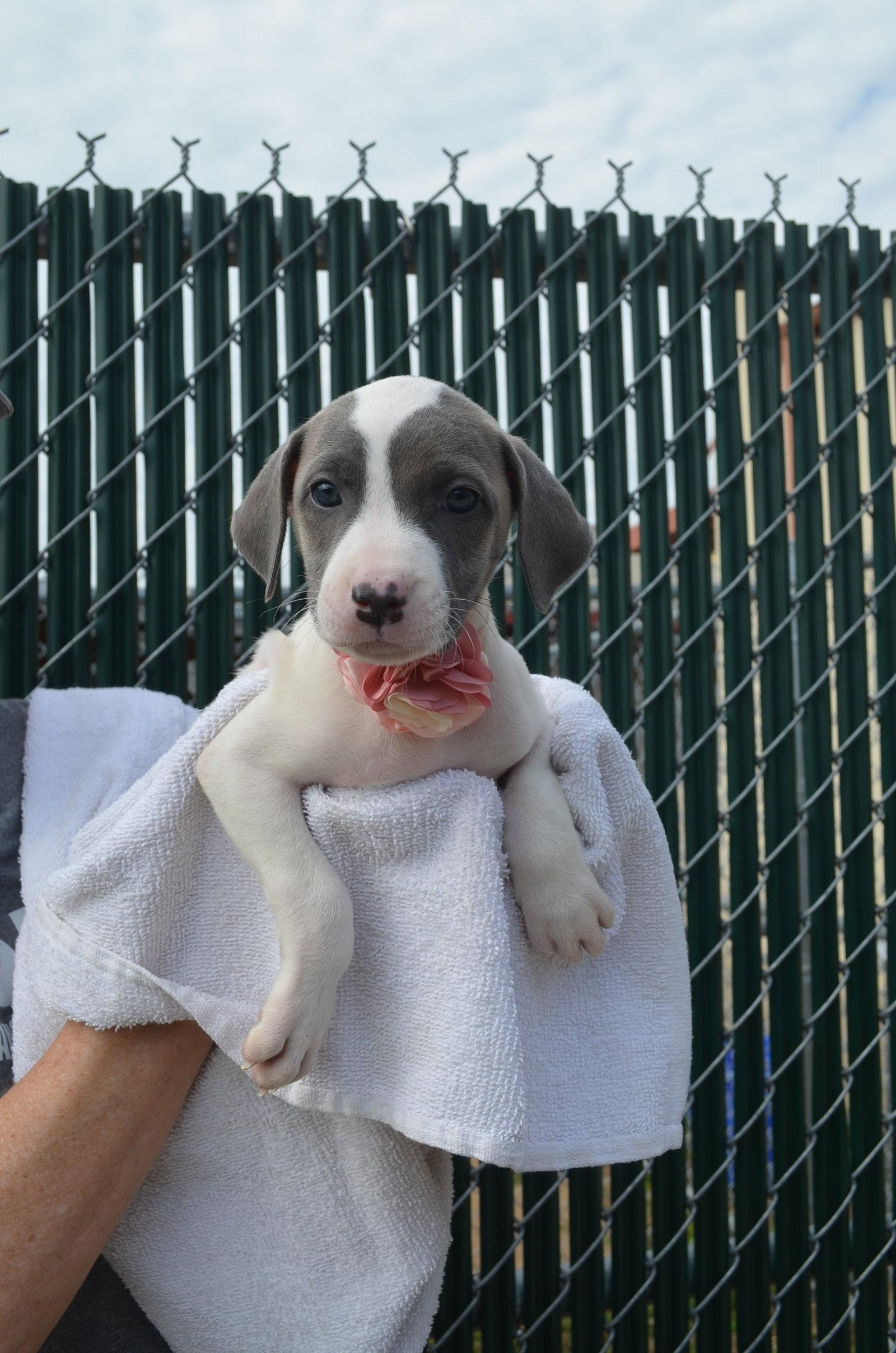 Enlarge Rose, a Adopted Pit Bull Terrier in McKinney, TX image 2/2
