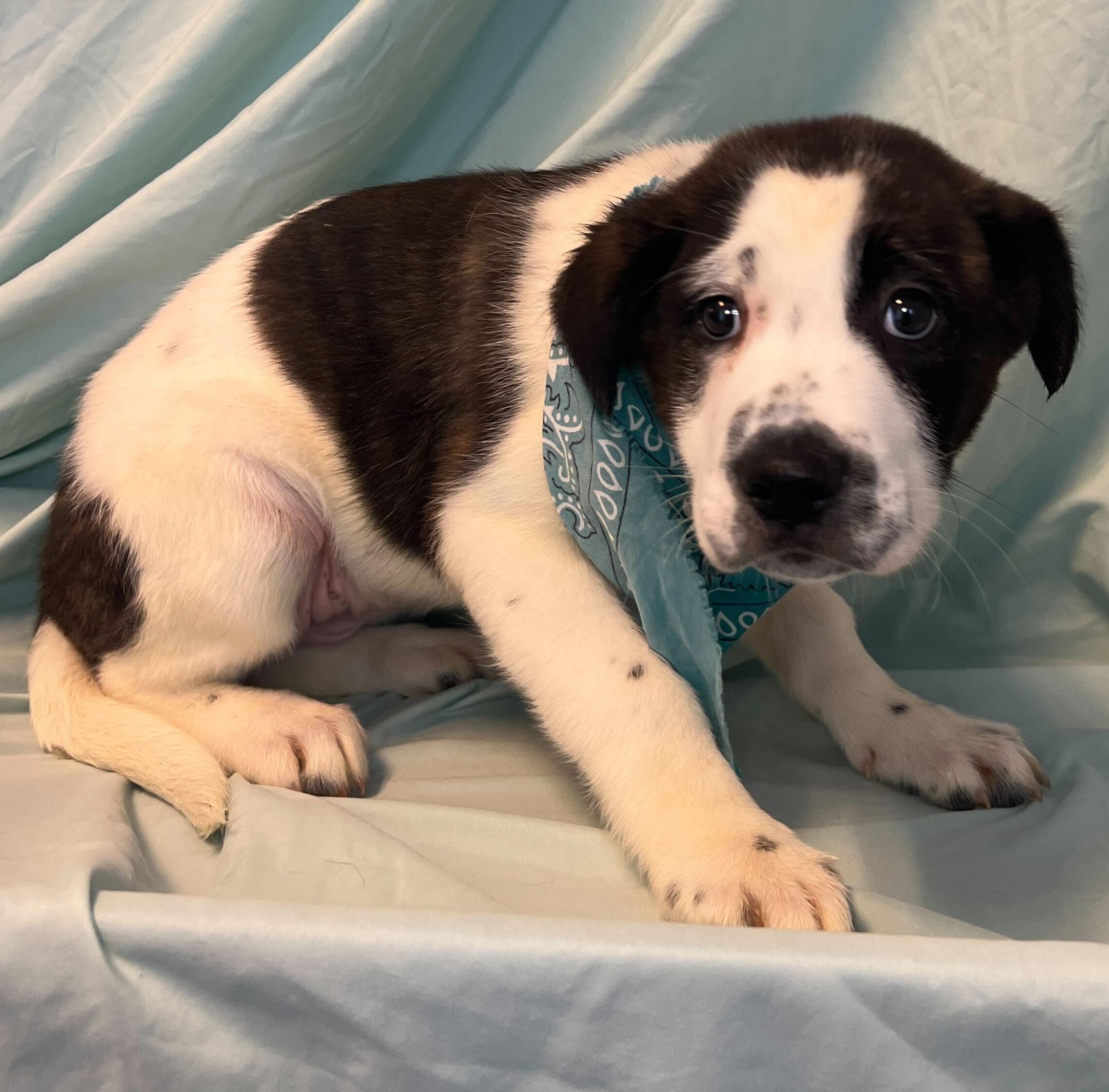 Corey, an adoptable Mixed Breed in Canal Winchester, OH image 1/2