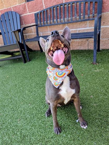 Bonnie, Adoptable, Adult Female Mixed Breed & Mixed Breed.