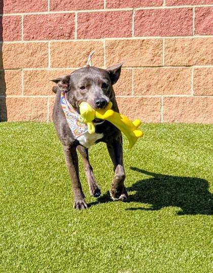 Bonnie, a Adoptable Mixed Breed in Hutchinson, KS image 3/3