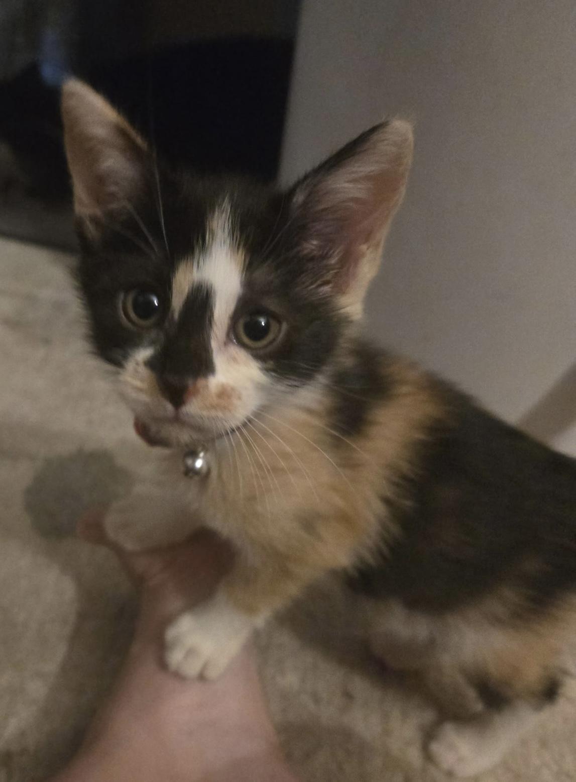 Snickers, Adoptable, Kitten Female Domestic Short Hair.