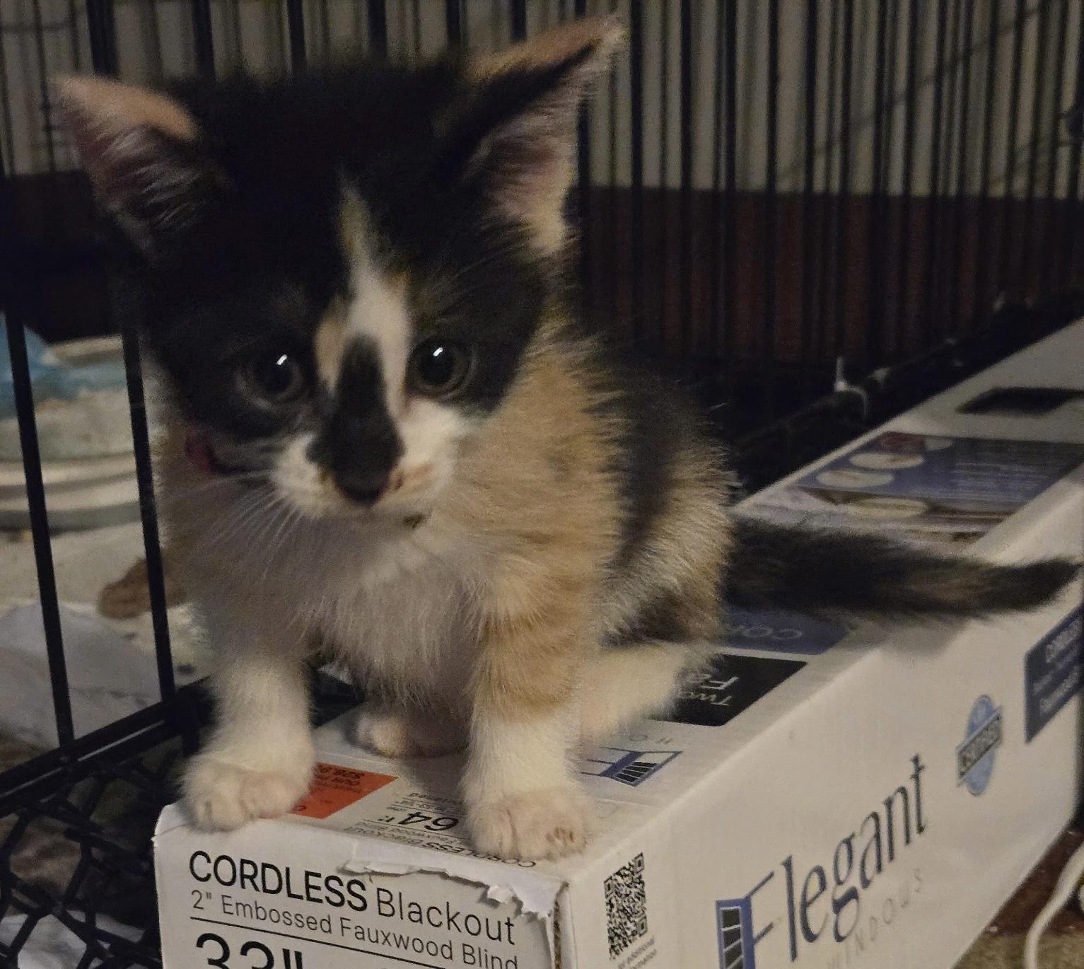 Enlarge Snickers, a Adoption Pending Domestic Short Hair in Cleveland, OH image 3/3