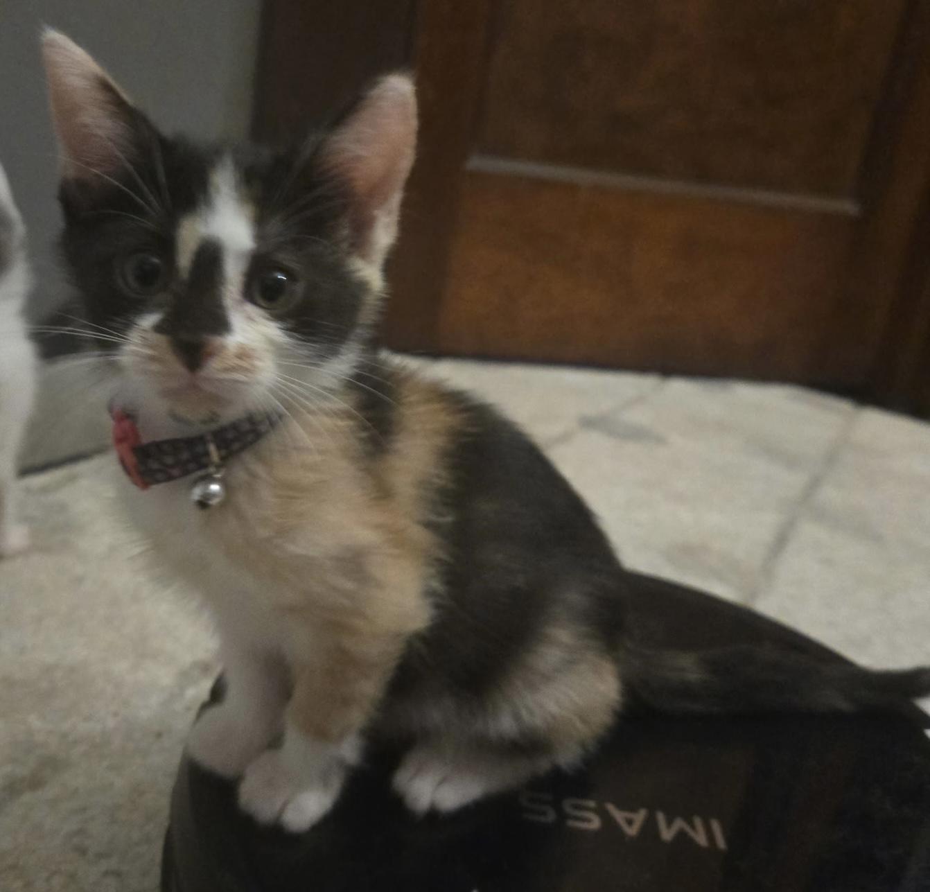 Enlarge Snickers, a Adoption Pending Domestic Short Hair in Cleveland, OH image 2/3