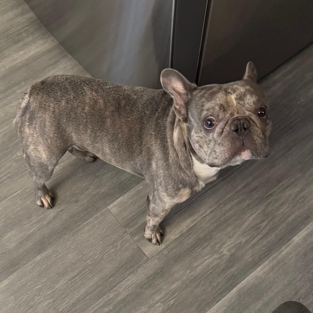 Capone  Home To thumbnail 2