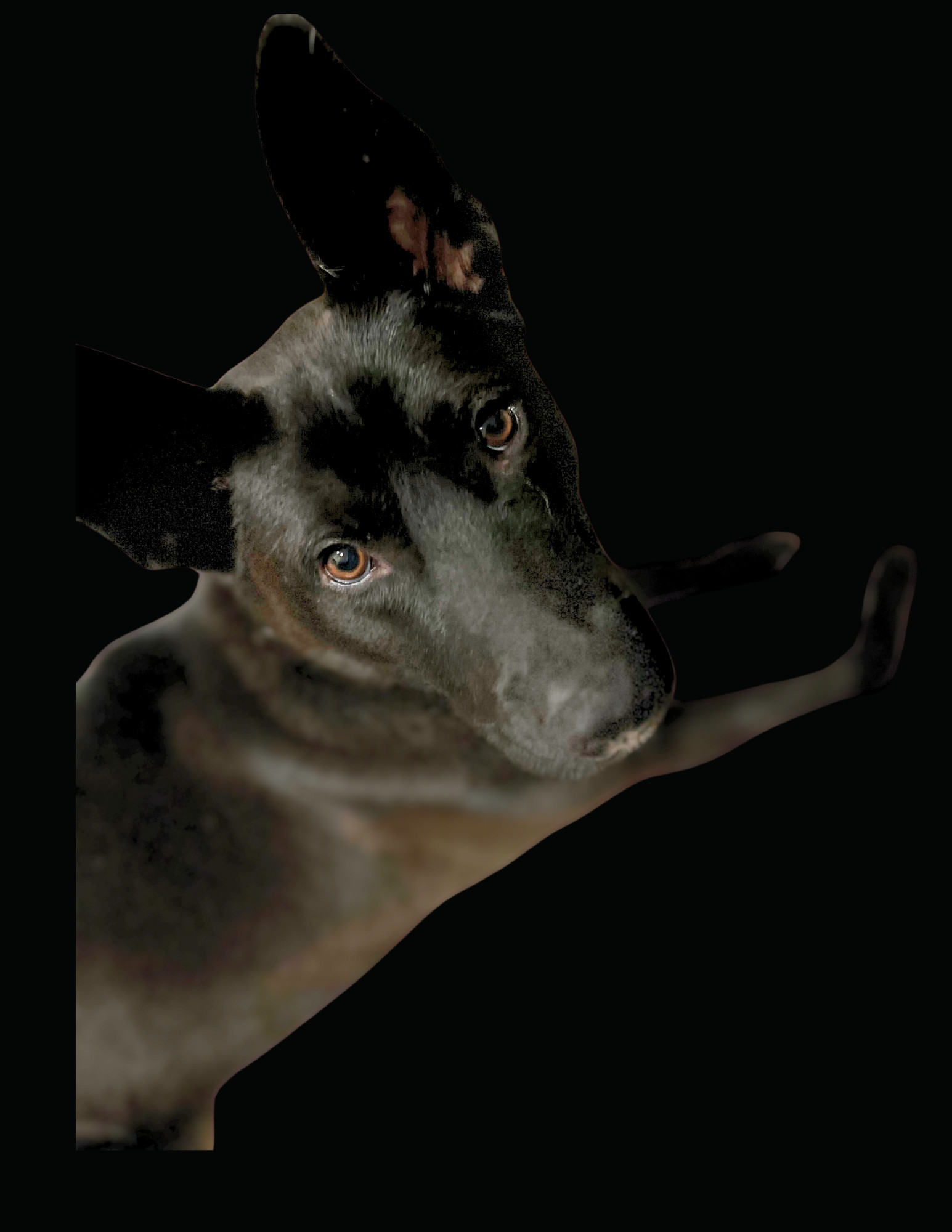 Jet, Adopted, Adult Male Mixed Breed.