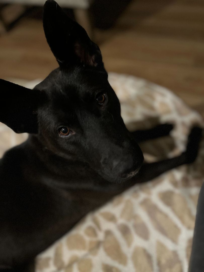 Jet, a Adopted mixed breed in Yuma, AZ image 2/4