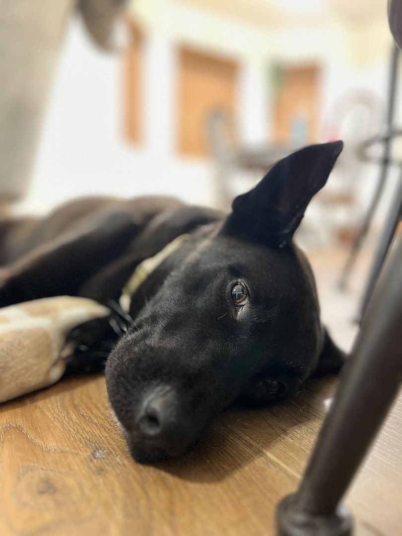 Jet, a Adopted mixed breed in Yuma, AZ image 3/4