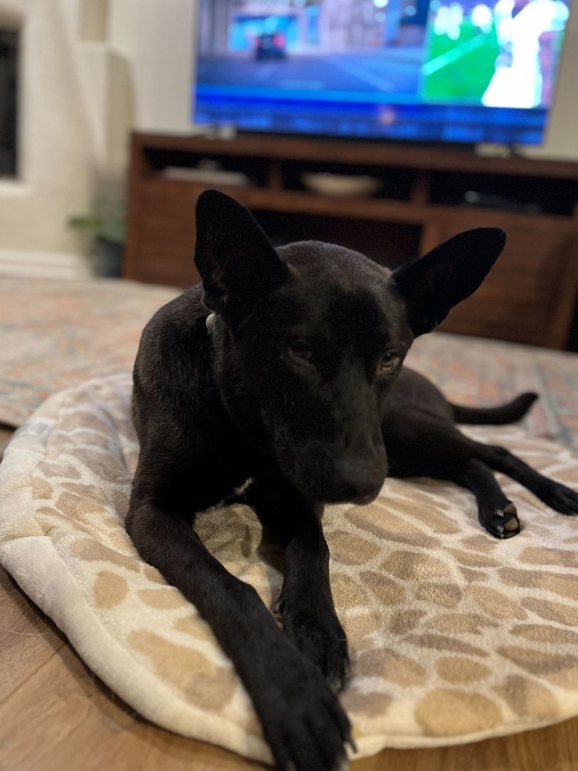 Jet, a Adopted mixed breed in Yuma, AZ image 4/4