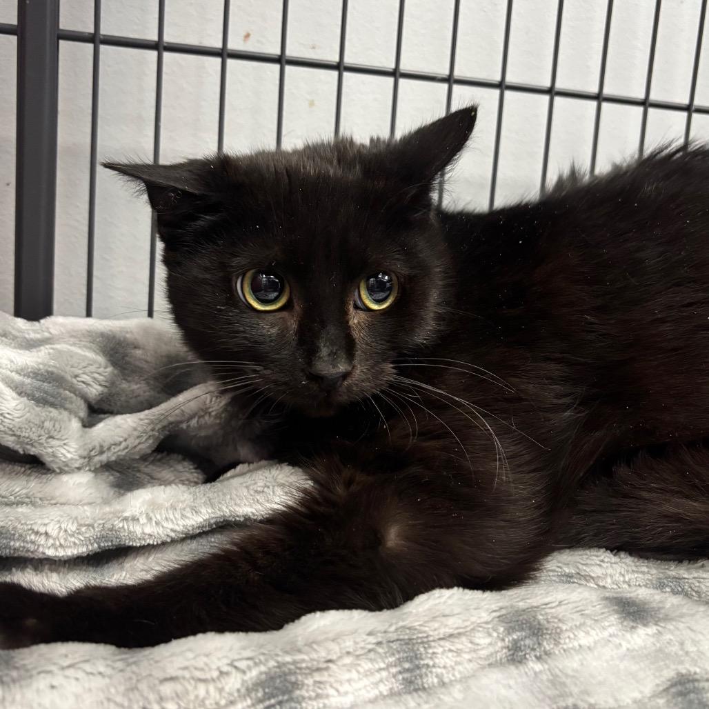 Yevgeny, Adoptable, Young Male Domestic Short Hair.