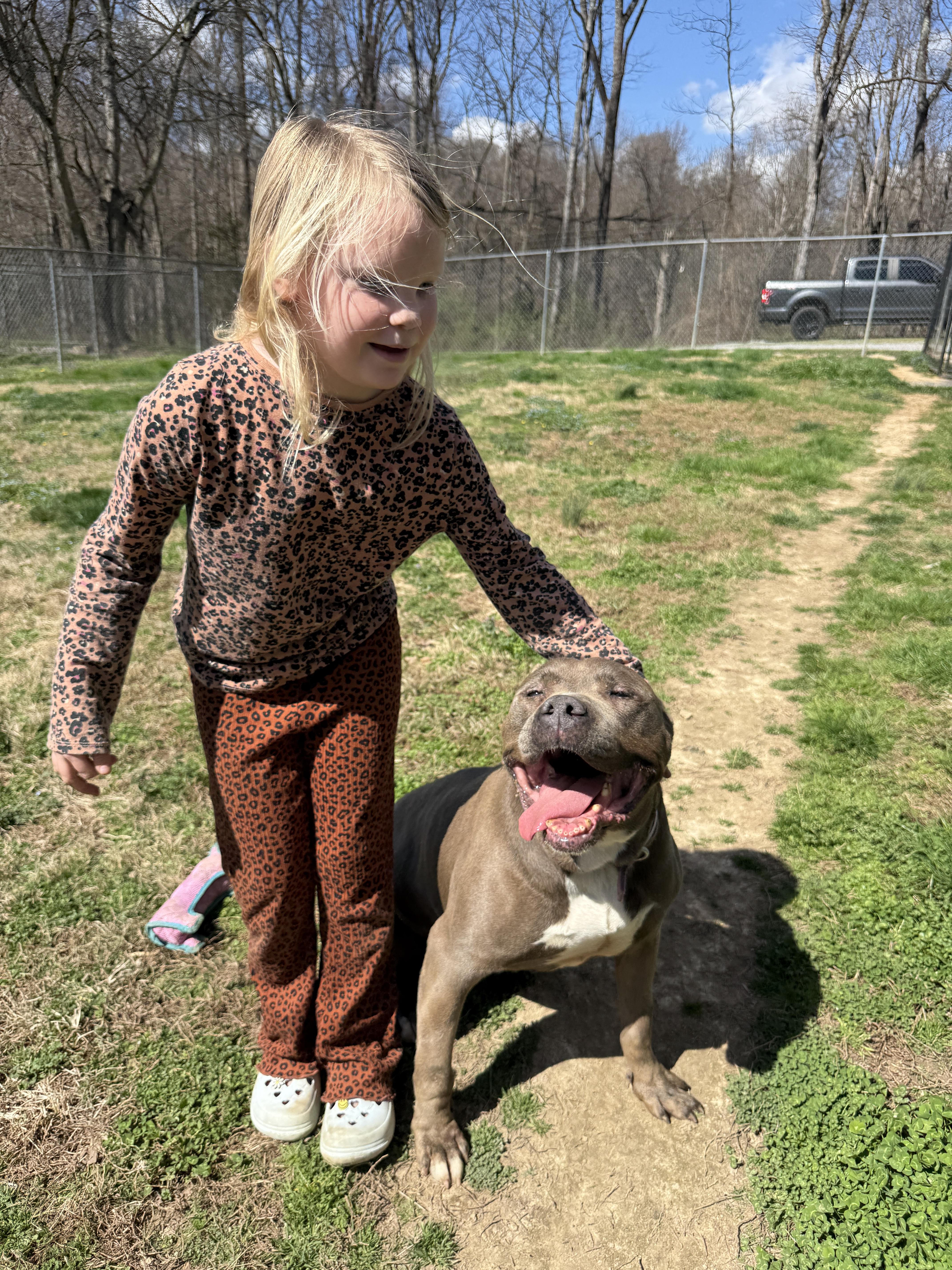 Enlarge Isabella, an adopted Pit Bull Terrier in Talbott, TN image 2/4