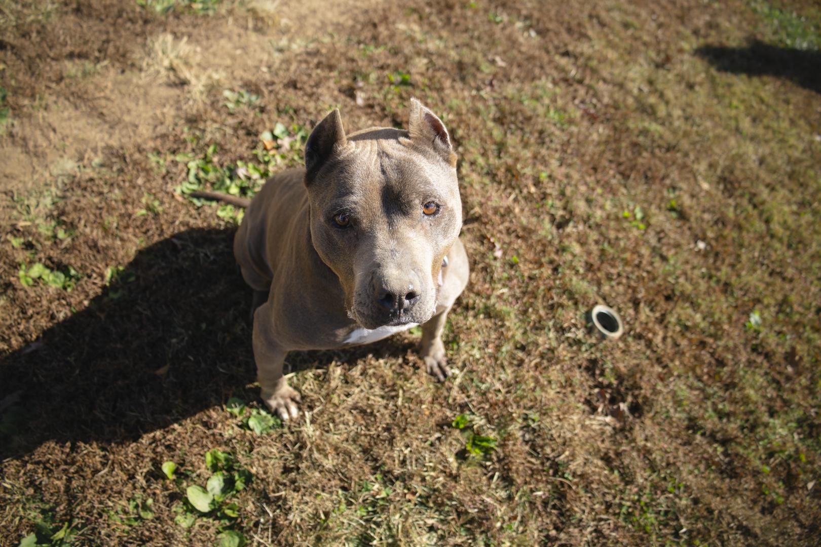 Enlarge Isabella, an adopted Pit Bull Terrier in Talbott, TN image 3/4