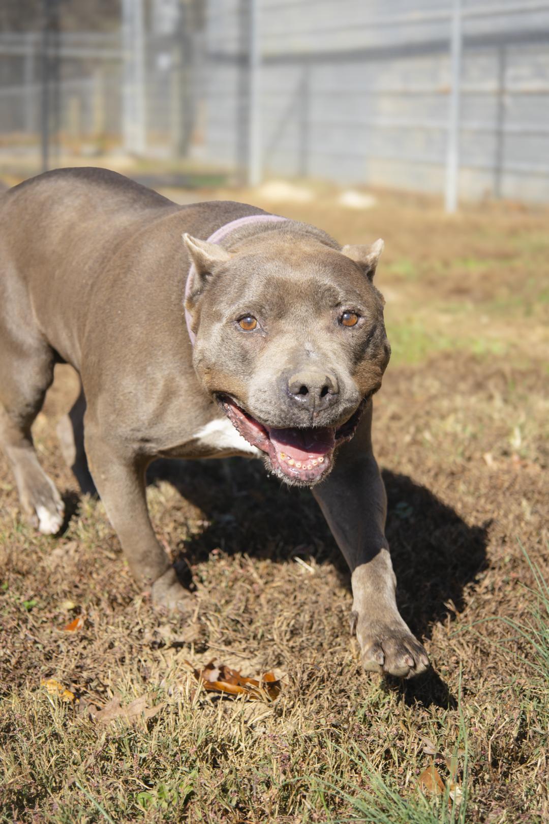 Isabella, adopted, Adult Female Pit Bull Terrier.