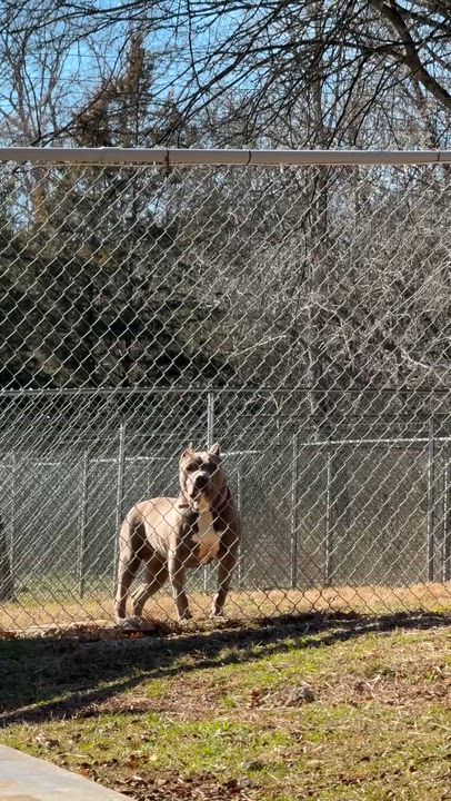 Enlarge Isabella, an adopted Pit Bull Terrier in Talbott, TN video 4/4