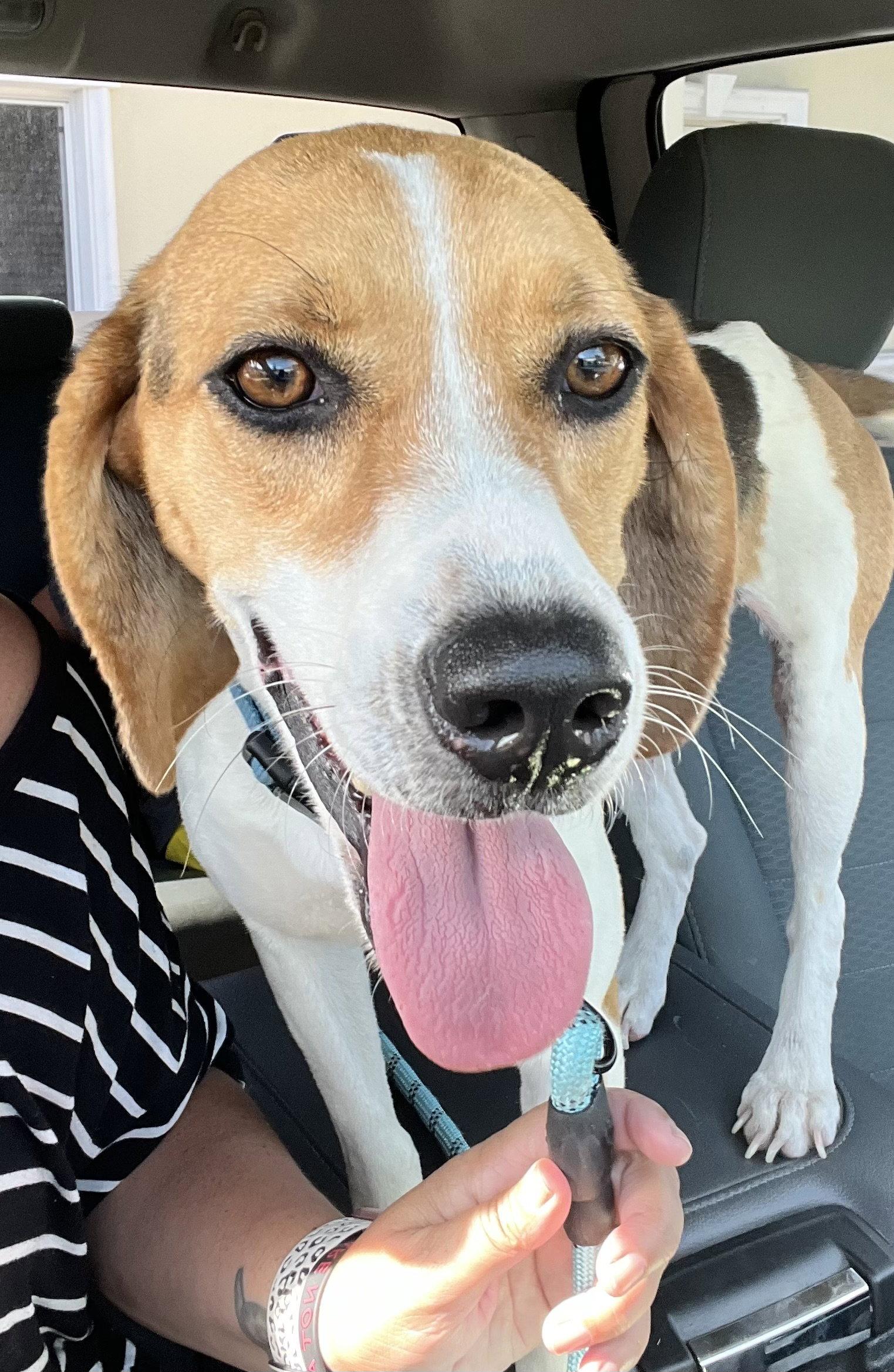 Rosy, Adoptable, Young Female Beagle.