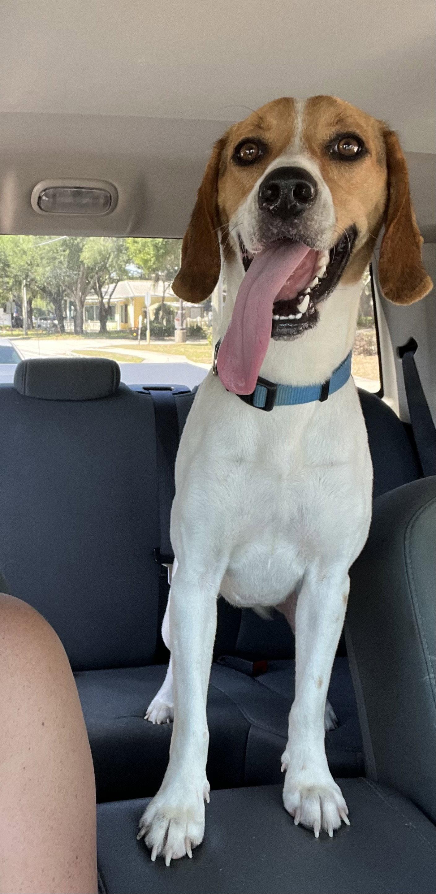 Enlarge Rosy, a Adoptable Beagle in Valrico, FL image 2/3