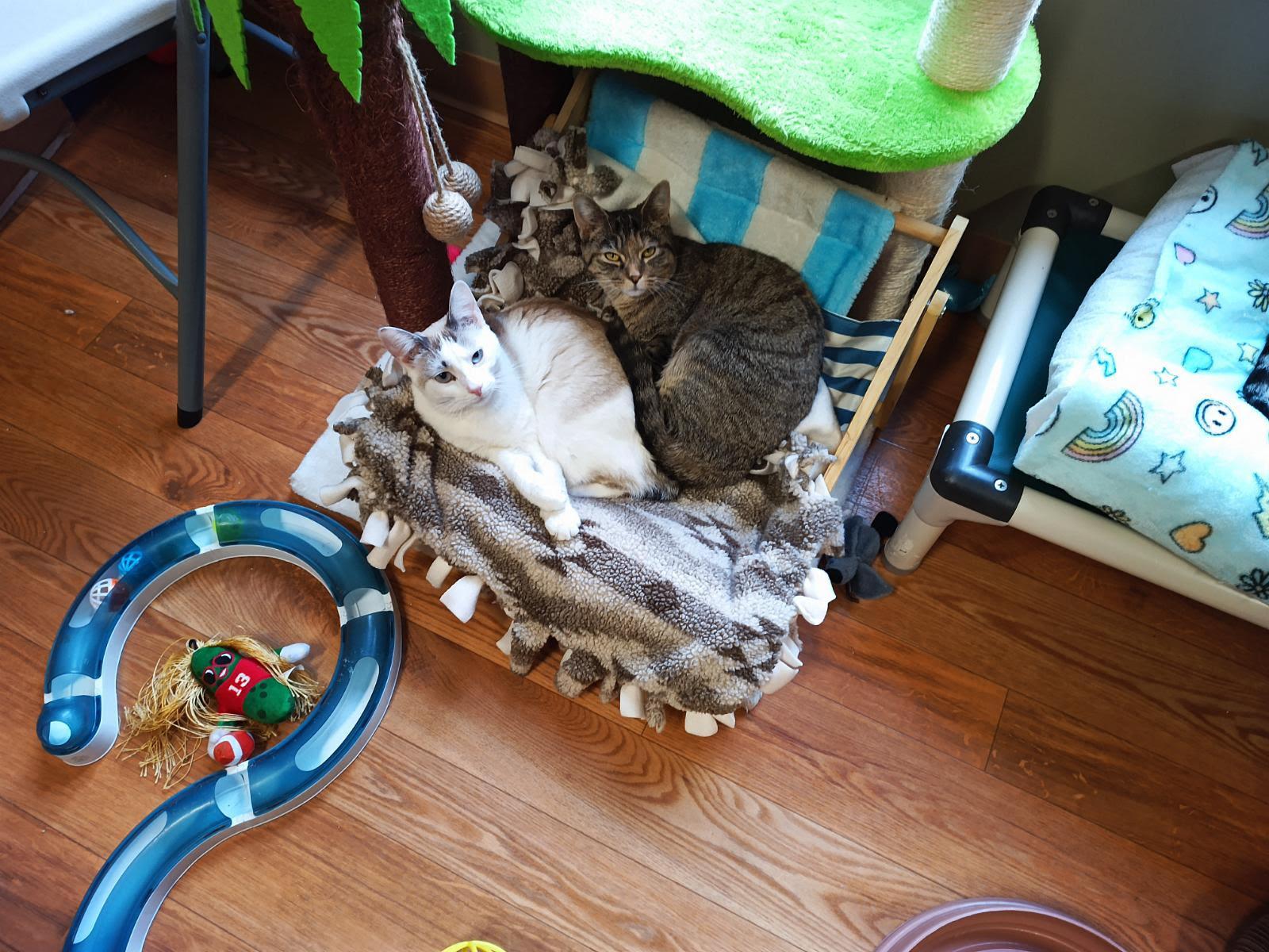 Enlarge Pixie, an adopted mixed breed in Bellaire, MI image 3/6