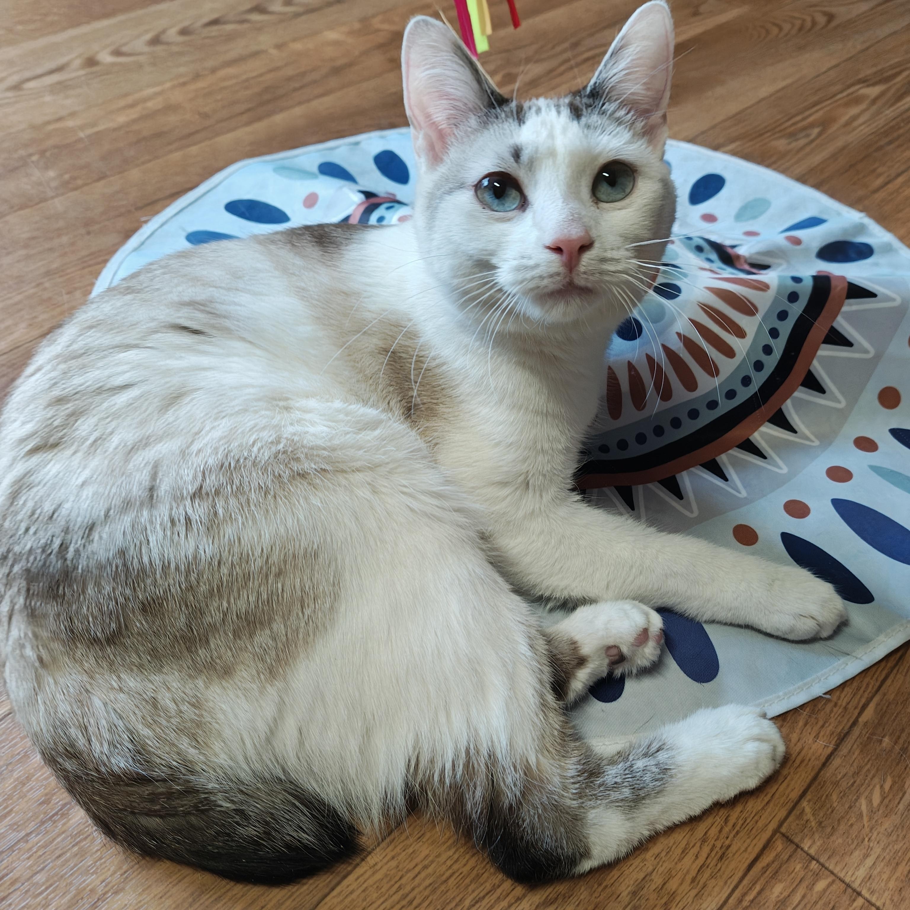 Enlarge Pixie, an adopted mixed breed in Bellaire, MI image 5/6