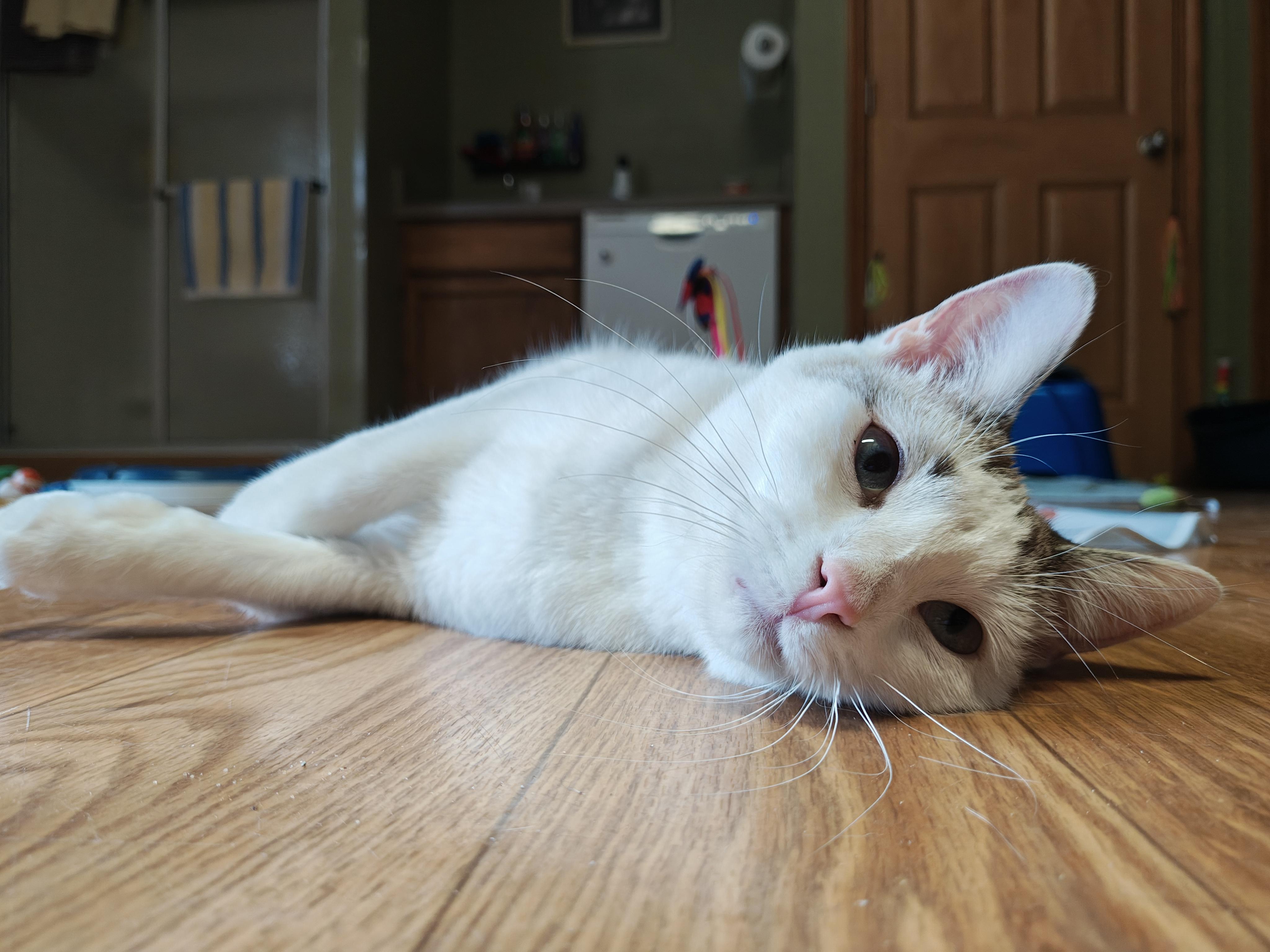 Enlarge Pixie, an adopted mixed breed in Bellaire, MI image 6/6