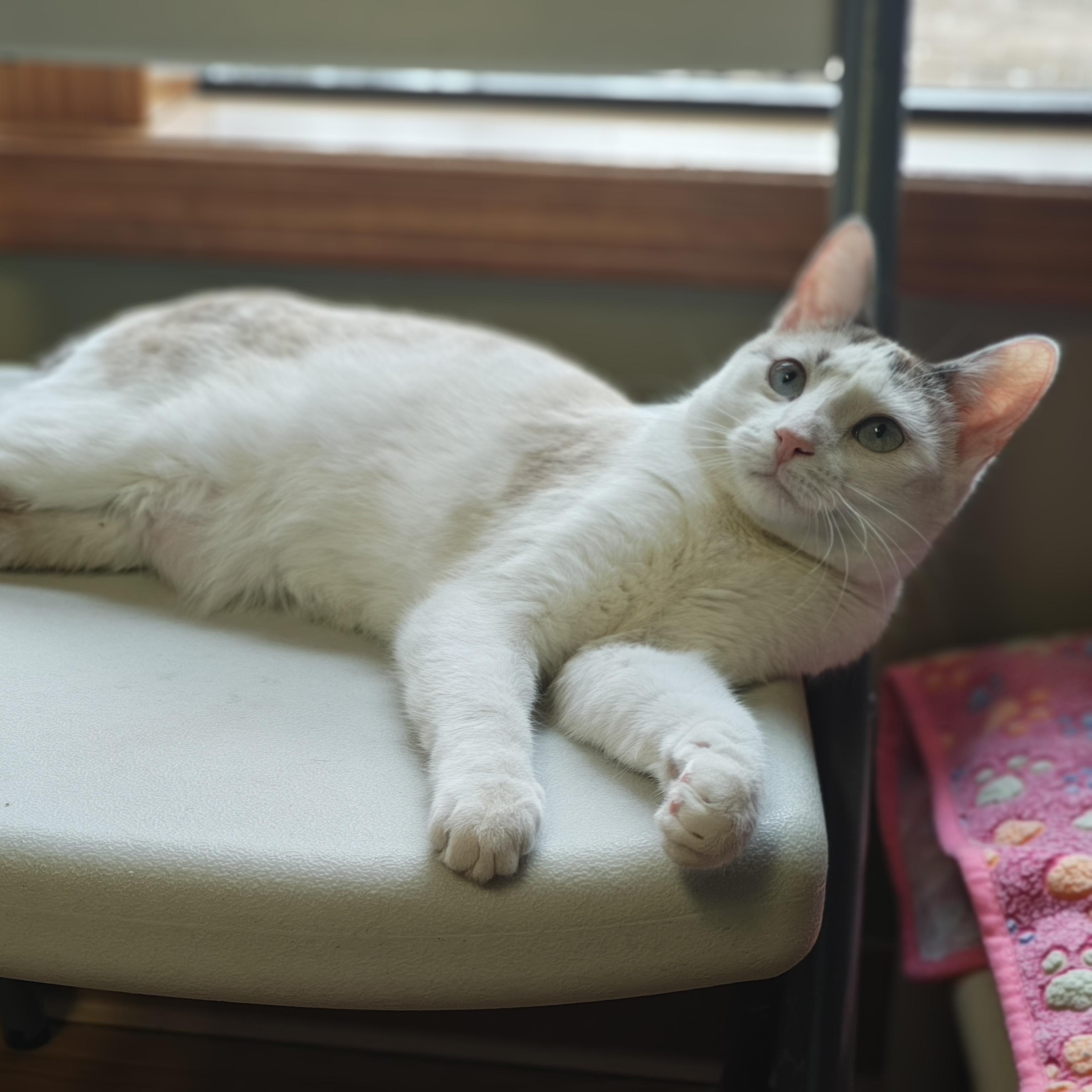 Enlarge Pixie, an adopted mixed breed in Bellaire, MI image 4/6