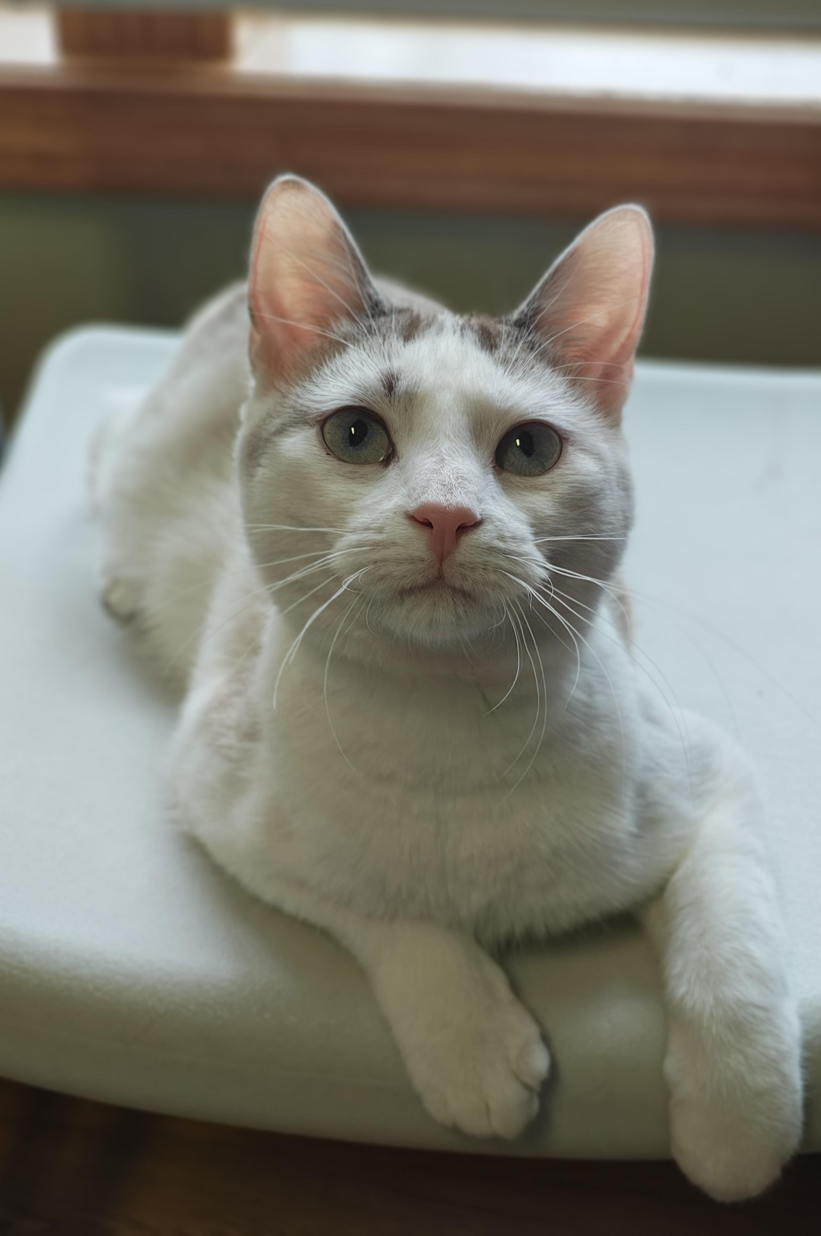 Enlarge Pixie, an adopted mixed breed in Bellaire, MI image 1/6