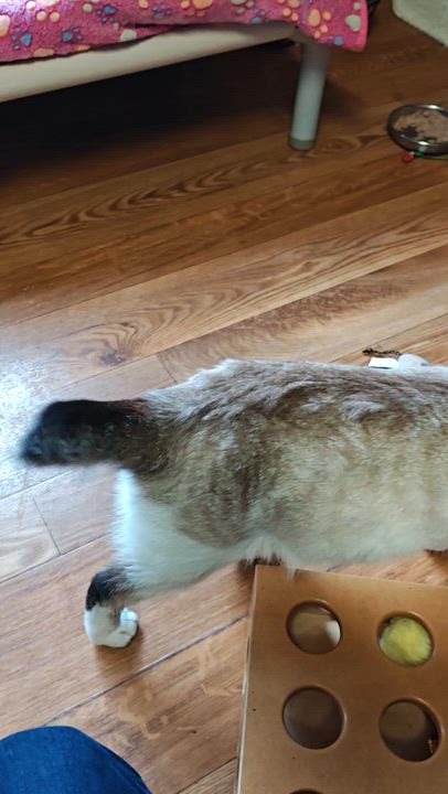 Enlarge Pixie, an adopted mixed breed in Bellaire, MI video 2/6