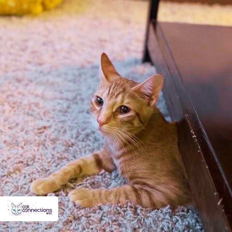 Lazarus, a Adoptable American Shorthair in Astoria, NY image 1/5