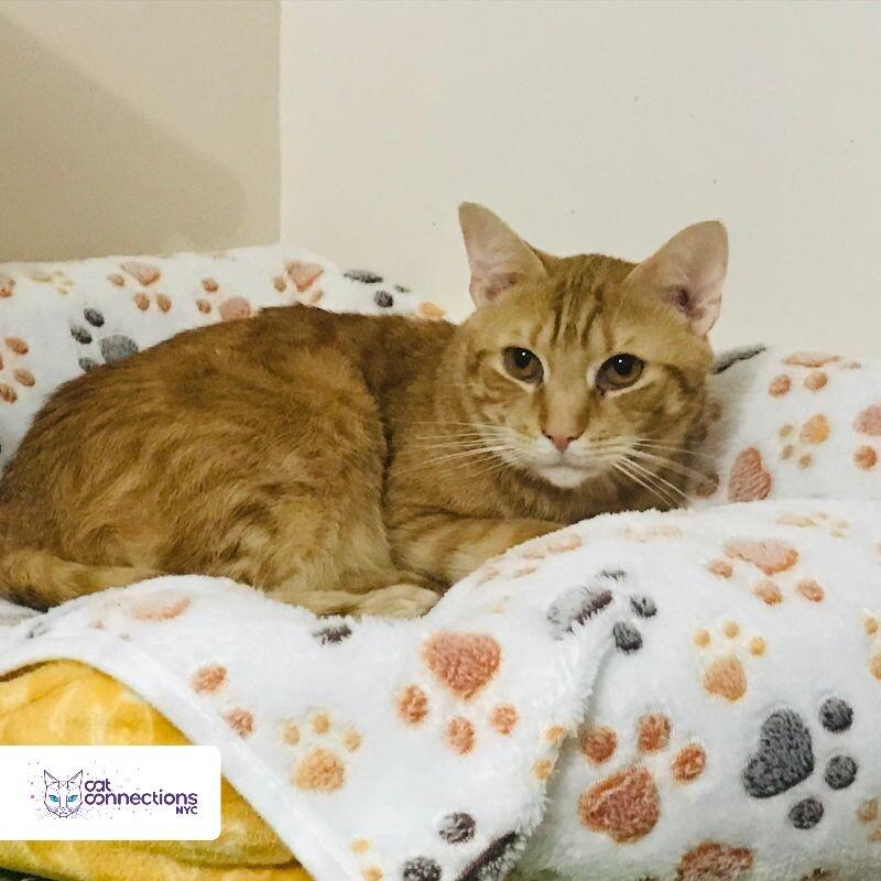 Lazarus, a Adoptable American Shorthair in Astoria, NY image 3/5