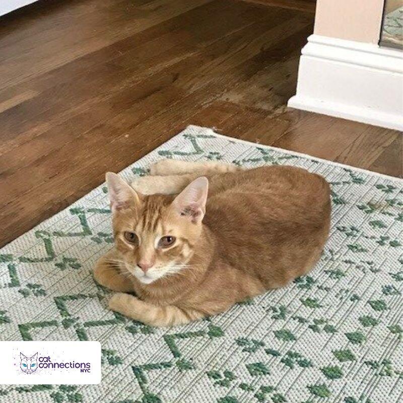 Lazarus, a Adoptable American Shorthair in Astoria, NY image 4/5