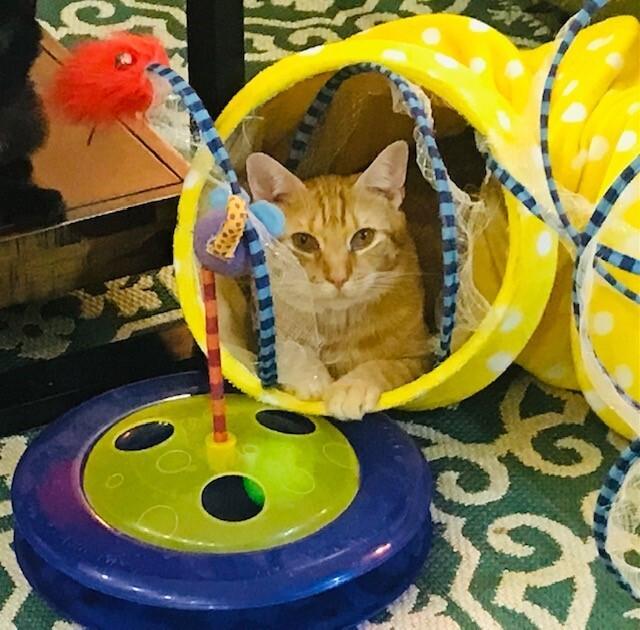 Lazarus, a Adoptable American Shorthair in Astoria, NY image 5/5